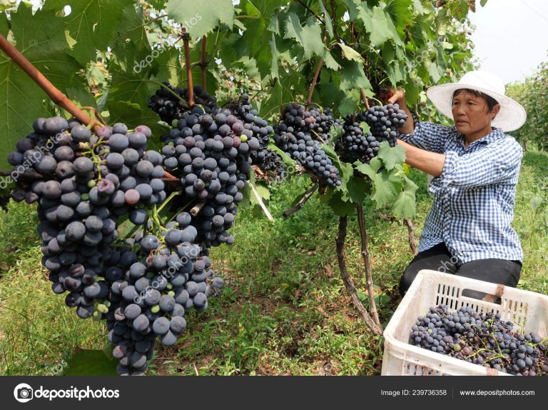 Petani Cina Kuat Karena Karakter dan Tradisinya
