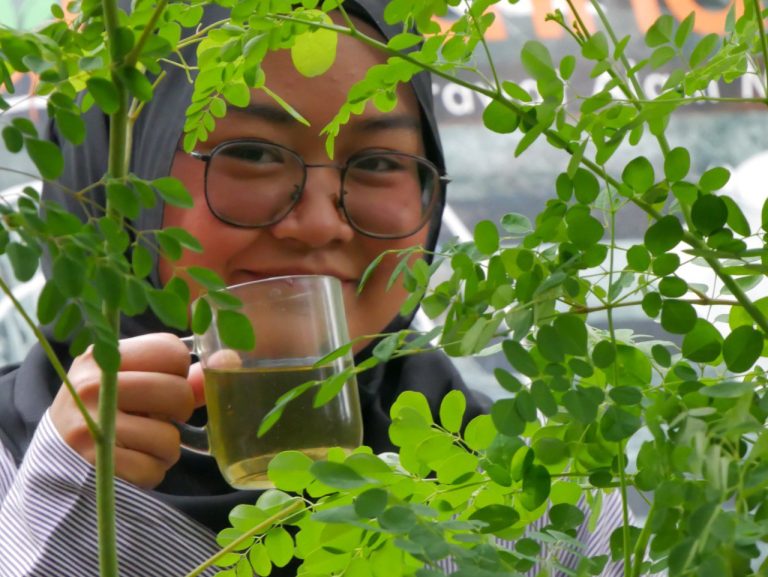 Manfaat mengonsumsi teh daun kelor untuk wanita