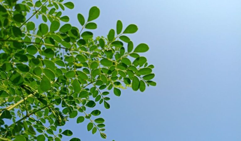 Manfaat daun kelor untuk menurunkan hipertensi
