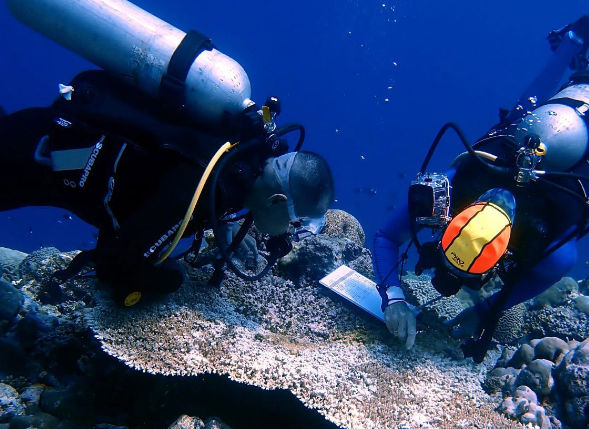 Konservasi terumbu karang Coral Triangle Center