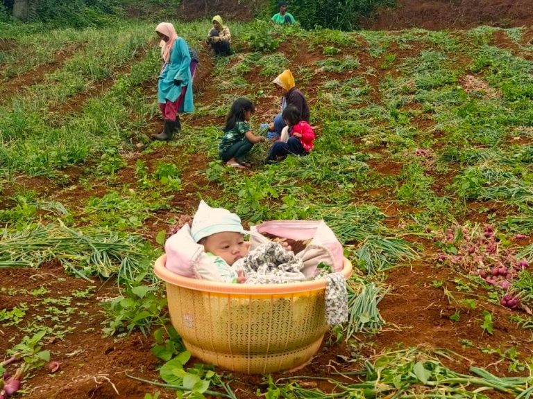 Mengapa Petani di Indonesia Sulit Sejahtera?