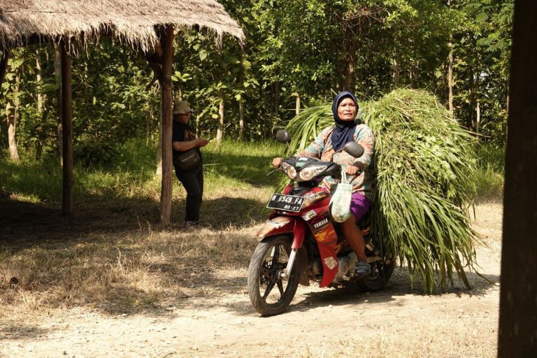 Ibu Surati, masyarakat samin klopoduwur