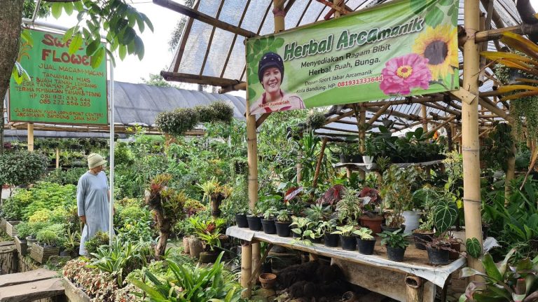 7 Tips Anti Gagal Menanam Tanaman Herbal Indoor