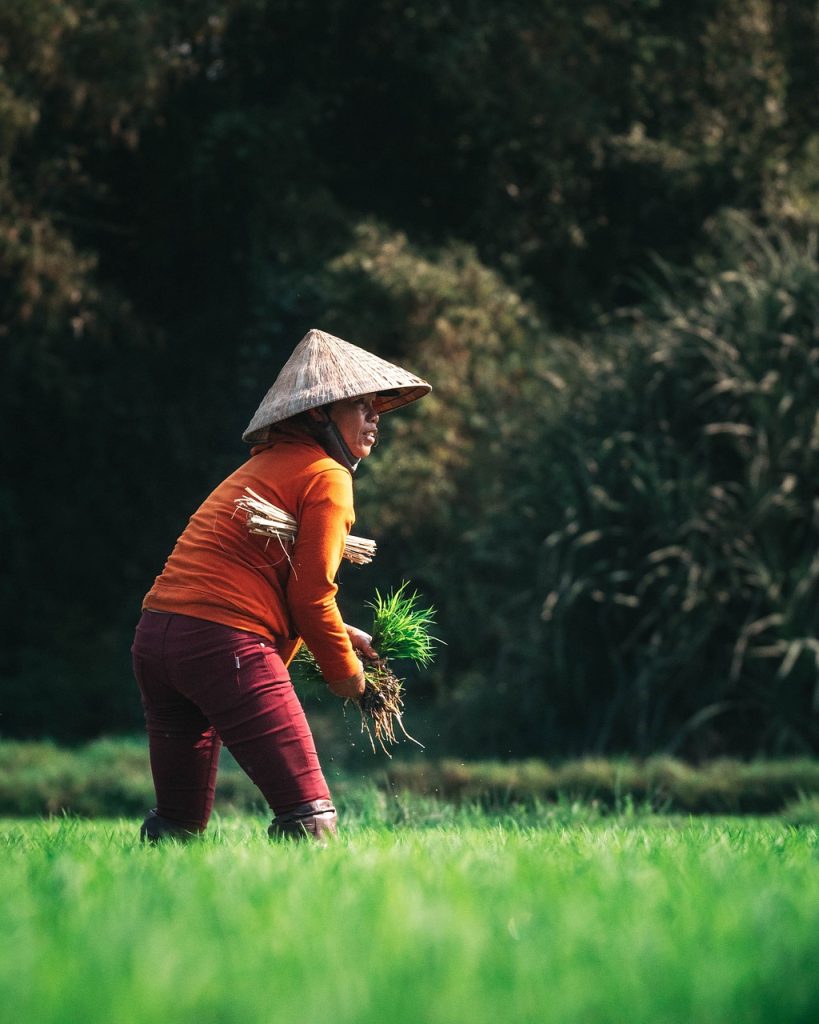 farmer, agriculture, harvest-4174969.jpg