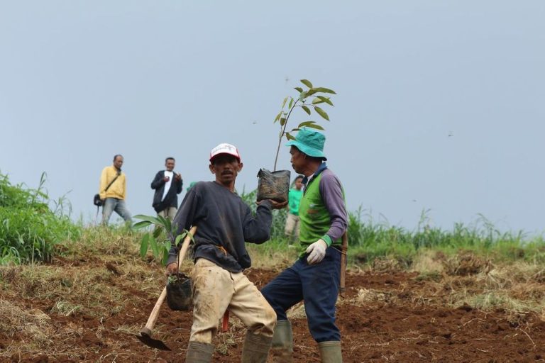 Odesa Indonesia: Pertanian Berkelanjutan di Indonesia Menjawab Tantangan Masa Depan