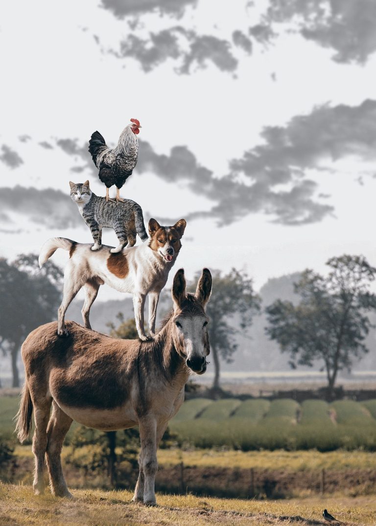 pile, pet, animals-1651945.jpg