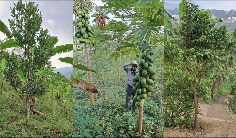 Agar Sumbangan Bibit Tanaman Bermanfaat Besar