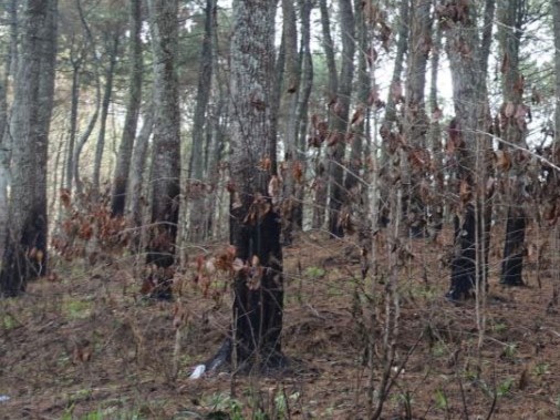Ayo Donasi Hutan untuk Memperbaiki Krisis Ekologi Bandung
