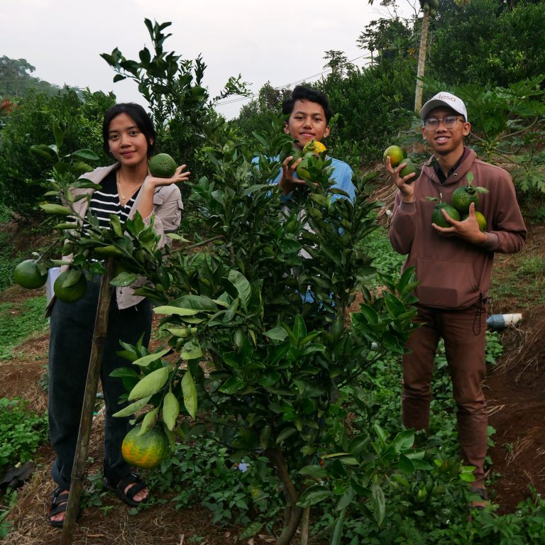 Ketahui 3 Manfaat Donasi Bibit Pohon Buah untuk Kehidupan