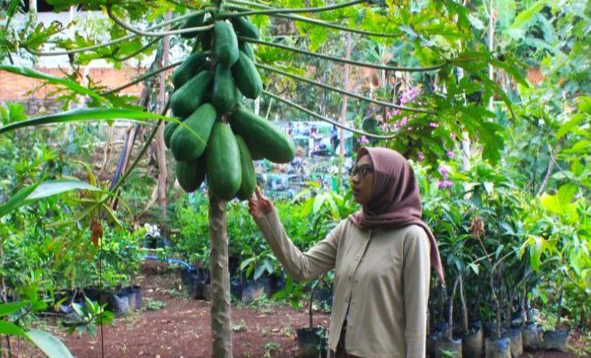 Filsafat berkebun ala cooper