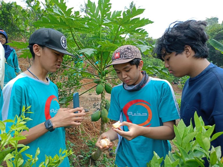 berkebun