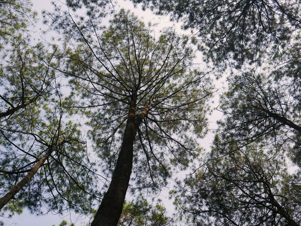ekosistem tanaman penutup