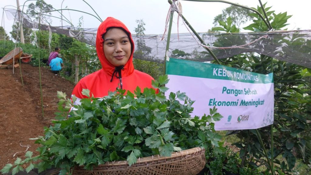 pasca panen