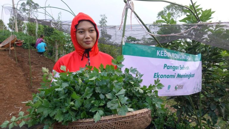 pasca panen