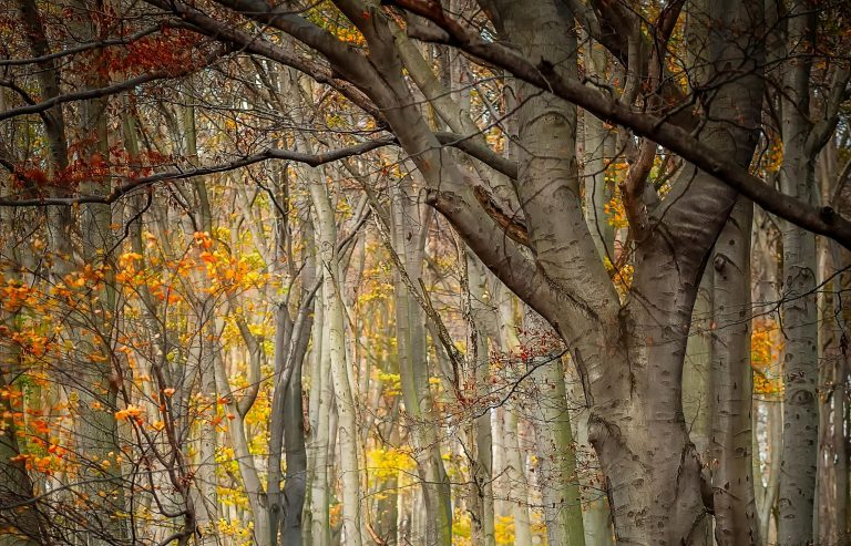 Belajar makna solidaritas dari pohon beech