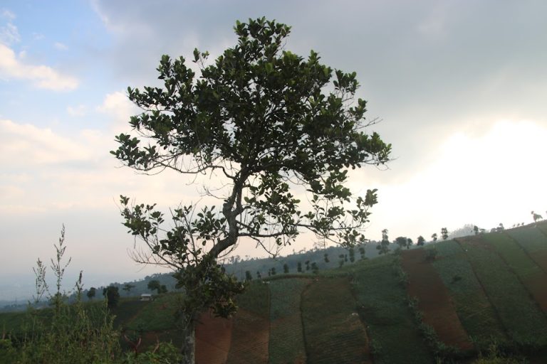 Stabilitas pohon di puncak bukit