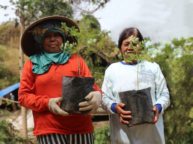 budaya menanam kelor di masyarakat indonesia