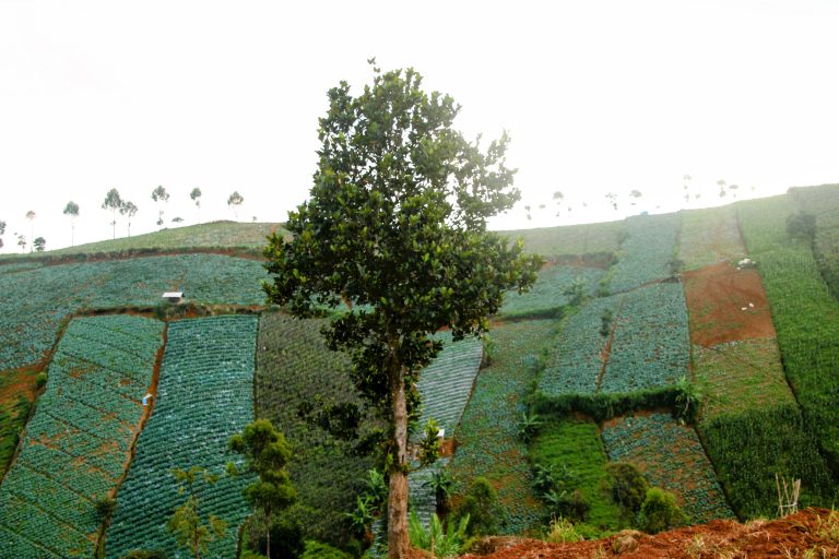 fungsi pohon menampung air hujan