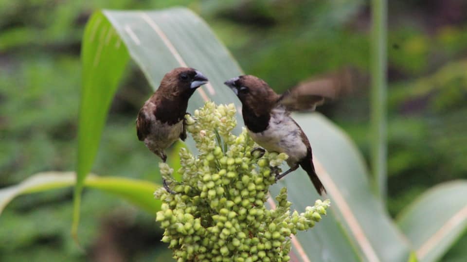 kerja sama lintas spesies antar sesama burung