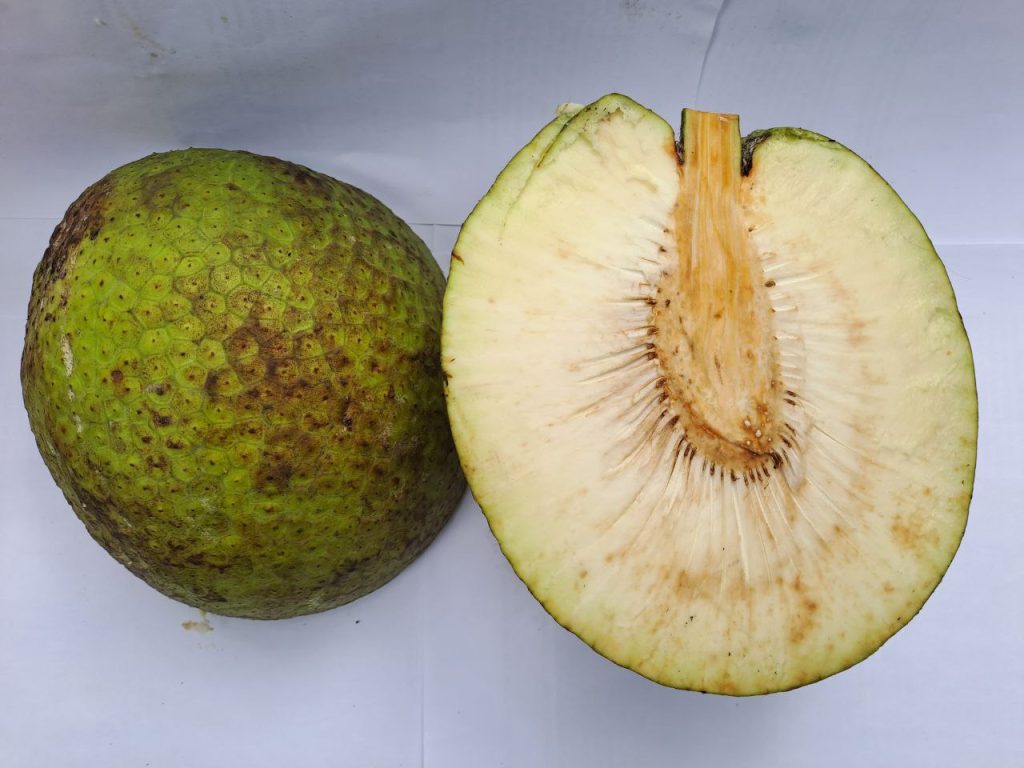 pengolahan buah sukun