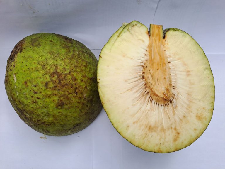 pengolahan buah sukun